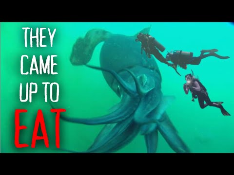The Nightmarish Giant Man-Eating Squid Attack of Scott Cassell