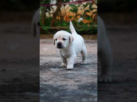my first Labrador puppy (mr.Rocky)#labrador #heavybone