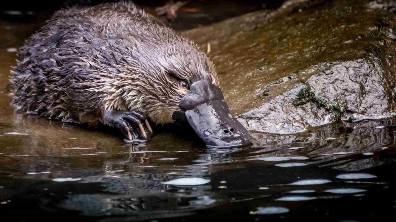 Mammalian Diversity Part 1: Egg-Laying Mammals (Monotremes)