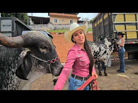 (MAIS DE 150 )ENCOTRO DOS CARREIROS EM CARVALHOPOLIS ILUSTRES CARREIROS E DOMADORES DE BOI DE SELA 
