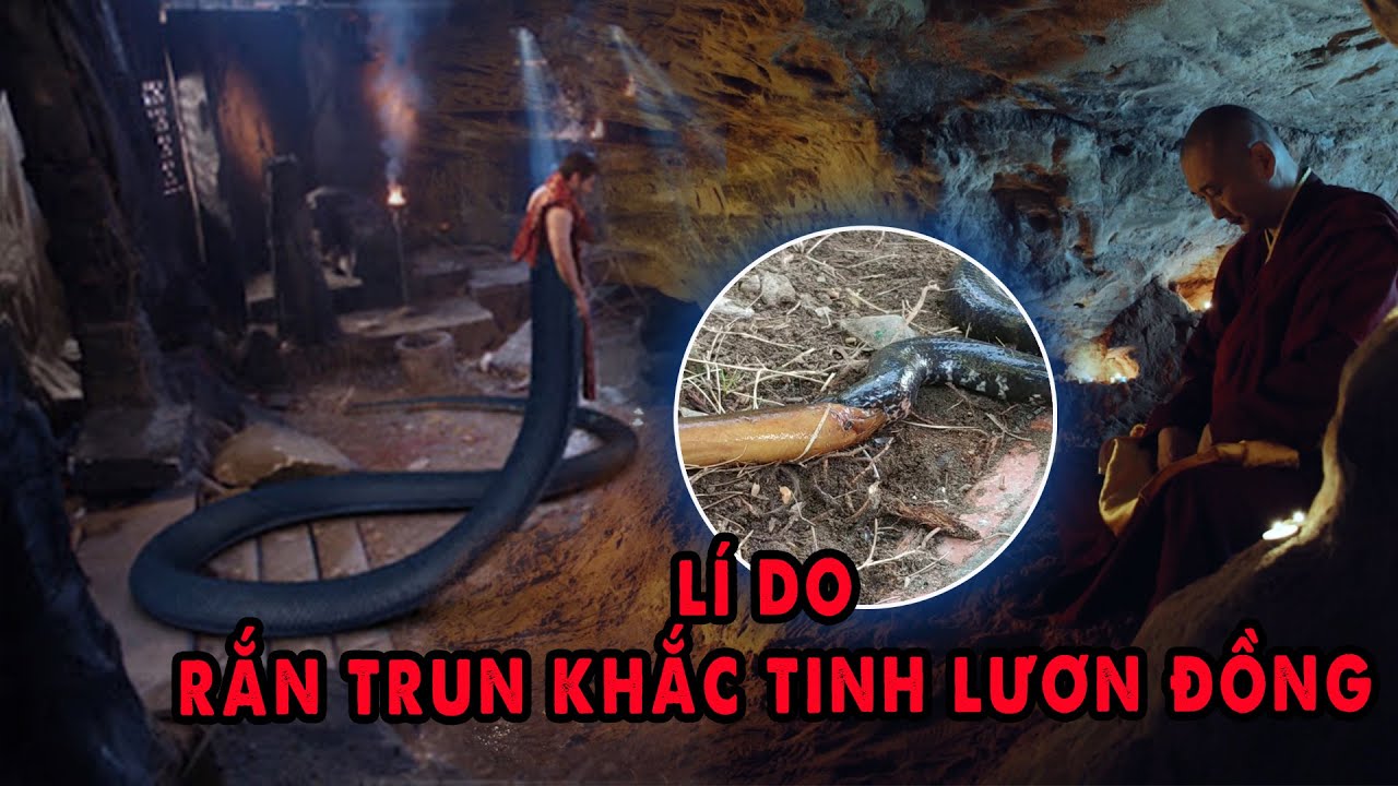 Lươn Hoá Người Tiết Lộ với Sư lí do Lươn Đồng Kỵ Rắn Trun - Chuyện