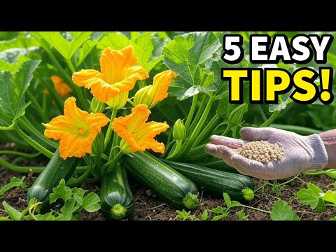 Grow The Most INCREDIBLE Zucchini In 5 Easy Steps!