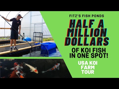 Half a Million Dollars of KOI in one spot! USA KOI Farm Tour