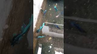 Download lagu Ikan Cupang berantem 😂 mp3 Download lagu Ikan Cupang berantem 😂 mp3