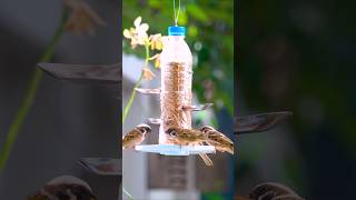 Build Your OWN Simple Wooden Bird Feeder At Home!