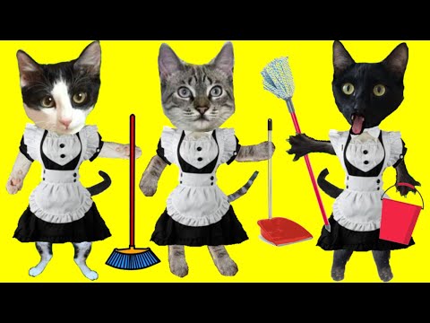 Luna and Estrella cats and my dog ​​Cuqui on Lola is Queen 24h / Funny kitten videos