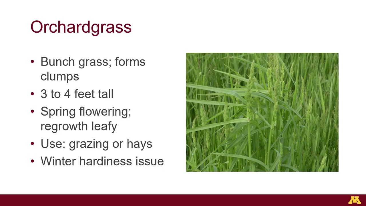 Introduction to forages (original version)