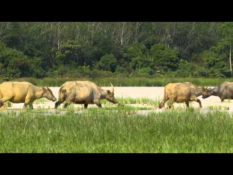 Radhikal Films Production - SATORI Trailer