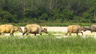 Radhikal Films Production - SATORI Trailer