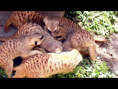 Cute and Funny Meerkat || Magic meerkat moment || beautiful wildlife animal || Wildlife Animals TV