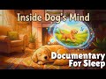 What Do Dogs Dream About? A Sleepy Science Documentary