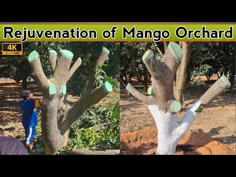 Rejuvenation of Mango Tree | पुराने आम के बागों का पुनरुद्धार | Renew Unproductive Mango orchard