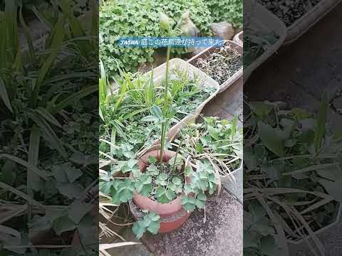 スズメを惹きつける植物は何ですか