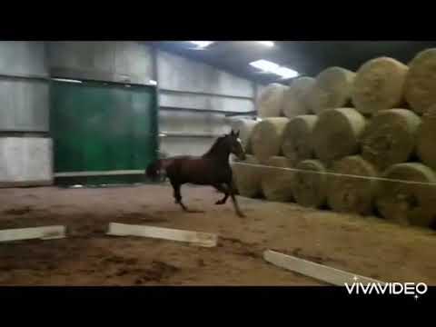 Stute v SEZUANS DONNERHALL x DONNERHALL *2019