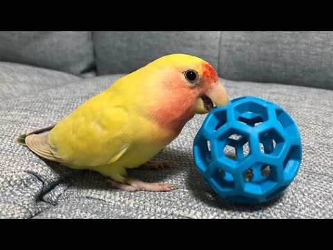 Lovebirds Singing | Lovebird Sounds & Talking | Lovebird Chirping Sounds | Lovebird Playing Dancing