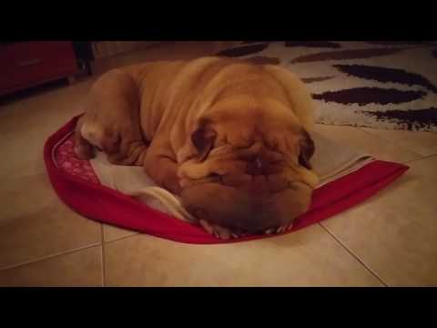 Cute Jabba sharpei dog snoring