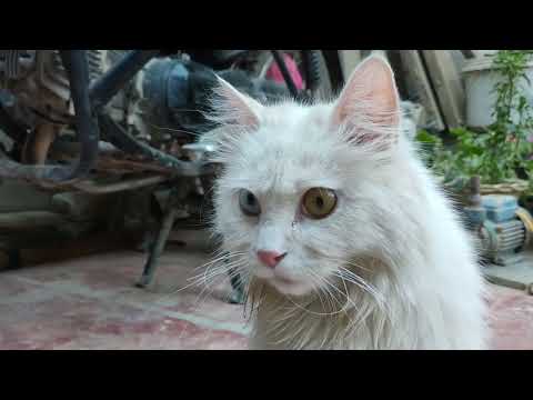 Miew Cat wit different eye colors is cleaning her self.