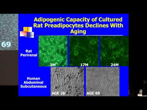 SENS5 - Aging, Adipose Tissue and Cellular Senescence