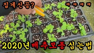 배추심는시기 배추심는방법 배추심는간격