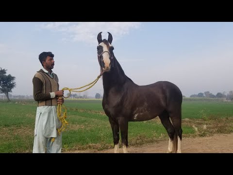 , title : '"Laadla/لاڈلہ" (Oriental Horses of Pakistan)'
