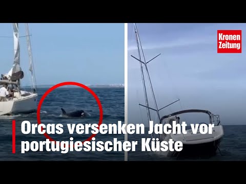 Orcas versenken Jacht vor portugiesischer Küste | krone.tv NEWS