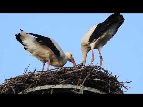Bocianie hniezdo vo Valči. 2025