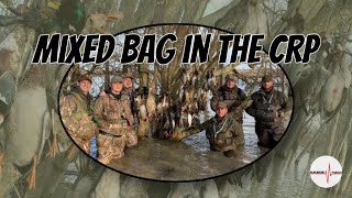 BIG GROUPS OF DUCKS OVER CRP FIELD || ARKANSAS DUCK HUNTING ||