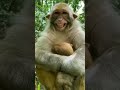 Monkey Funny Laugh Monkey Funny Laugh Memes WhatsApp Status Full Screen