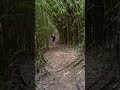 Bamboo Forest Hike Hawaii 🤙