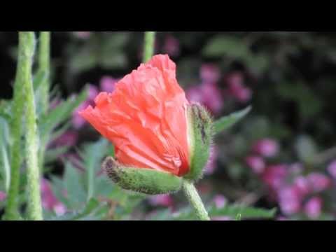 Flowers in our garden (Robin Gibb to love somebody acoustic) HD