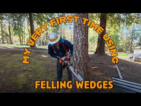 MY FIRST TREE CUT W/OUT PRO Supervision USING Felling Wedges. #stihl #chainsaws #logging #beginner