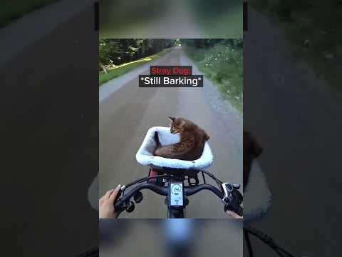 These Dogs picked the WRONG Cat😳