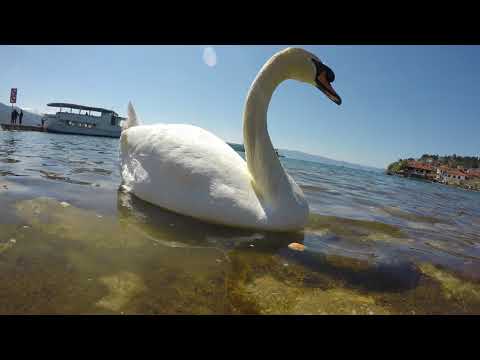 Mjellma ne Liqenin e Ohrit