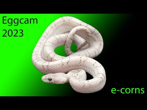 e-corns eggcam 2023 camera 1