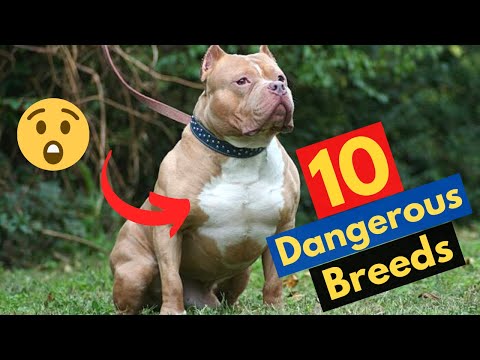 10 Most Dangerous and Banned Dog Breeds in the World | #4 and #10 are Shocking 😲