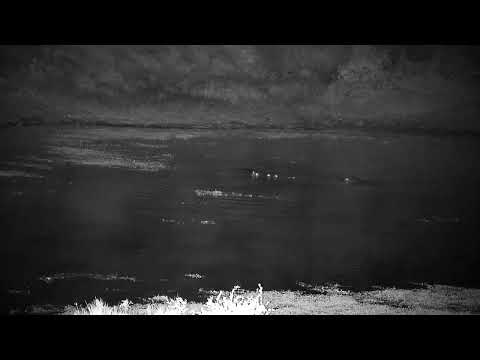 Djuma: Four Hippos - 02:08 - 06/27/2022
