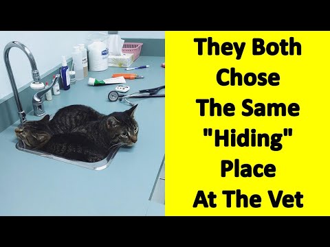 Hiding Spots That Funny Cats Have Found While Avoiding The Dreaded Vet