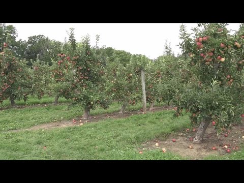 Late spring freeze takes a bite out of New York apple harvest; here's what you might see