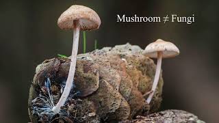 Plants, Pathogens, and Pirouettes?