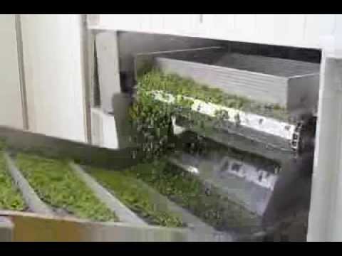 download lagu mp3 mp4 Frozen Peas Processing Plant, download lagu Frozen Peas Processing Plant gratis, unduh video klip Frozen Peas Processing Plant