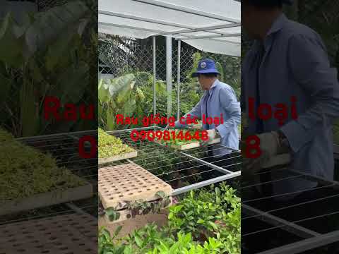 Rau giống, rau gia vị các loại