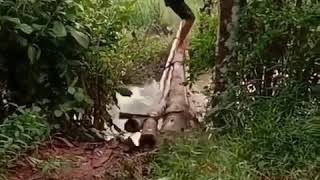 Download lagu Kowe tak sayang sayang tegane gawe wirang😂😂😂 mp3 Download lagu Kowe tak sayang sayang tegane gawe wirang😂😂😂 mp3