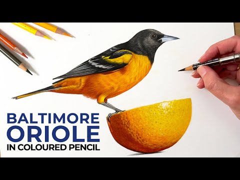 Drawing A Baltimore Oriole In Colored Pencil | Timelapse