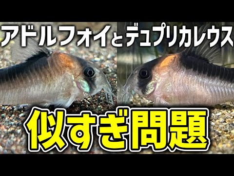 アオカケスを引き付けるにはどうすればよいですか？これらの鳥をあなたの庭に迎え入れるために、これらの 4 つの簡単な戦略を試してください。  庭園