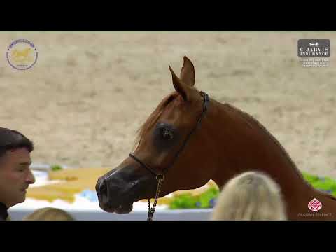 N.48 AJ SAJLA - Dubai International Arabian Horse Championship 2023 - Fillies 2 Years Old (Class 3)