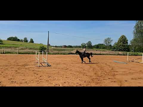 Livaldon 2021 (100 cm) SOLD