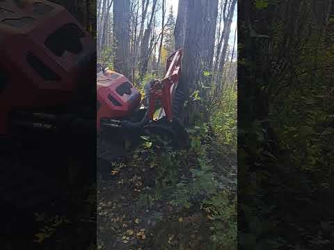 Seppi Max 50 vs 14 inch tree #shorts #mulcher