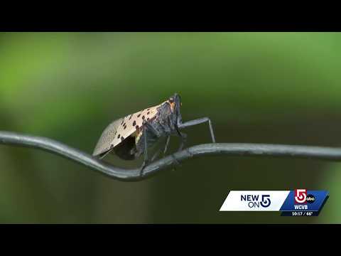 Residents urged to kill the invasive spotted lanternfly as ...