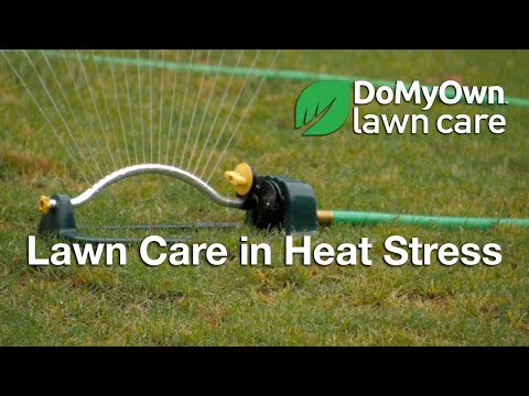  Lawn Care in Heat Stress - Summer Lawn Care Tips Video 