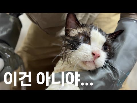 산골짜기에서 제일 꼬질한 랙돌 고양이 둘 목욕 시켜주기